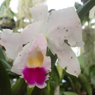Cattleya trianae