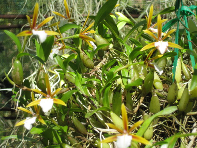 Enc. polybulbon (7)