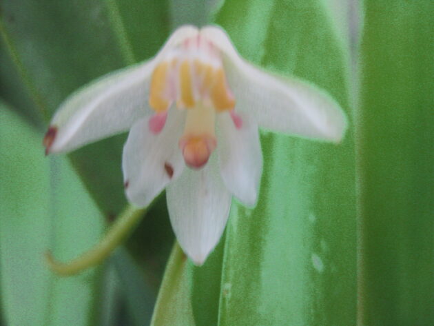 Eria rosea (18)