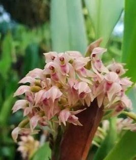 Maxillaria densa pink form