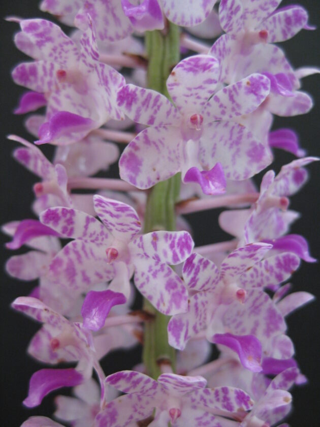 Rhyn. retusa (5