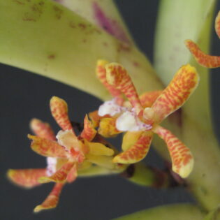 Trichoglottis dawsoniana