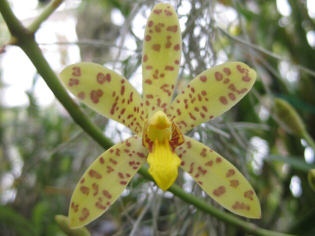 Ansellia africana (14)