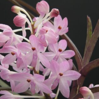 Vanda christensoniana