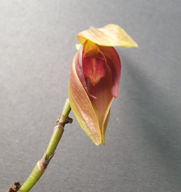 Bulb. mandibulare (5)