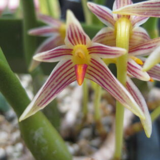Bulbophyllum affine