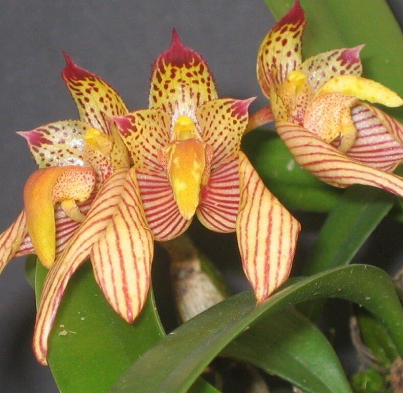 Bulbophyllum bicolor (3)