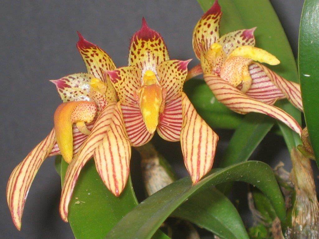 Bulbophyllum bicolor (3)