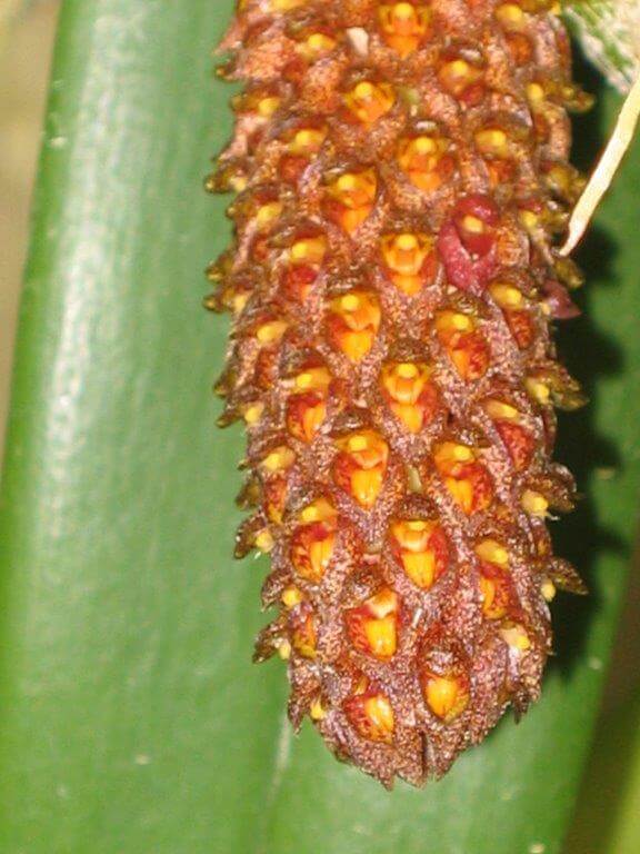 Bulbophyllum crassipes 4