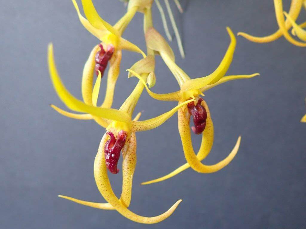 Bulbophyllum recurvilabre (8)