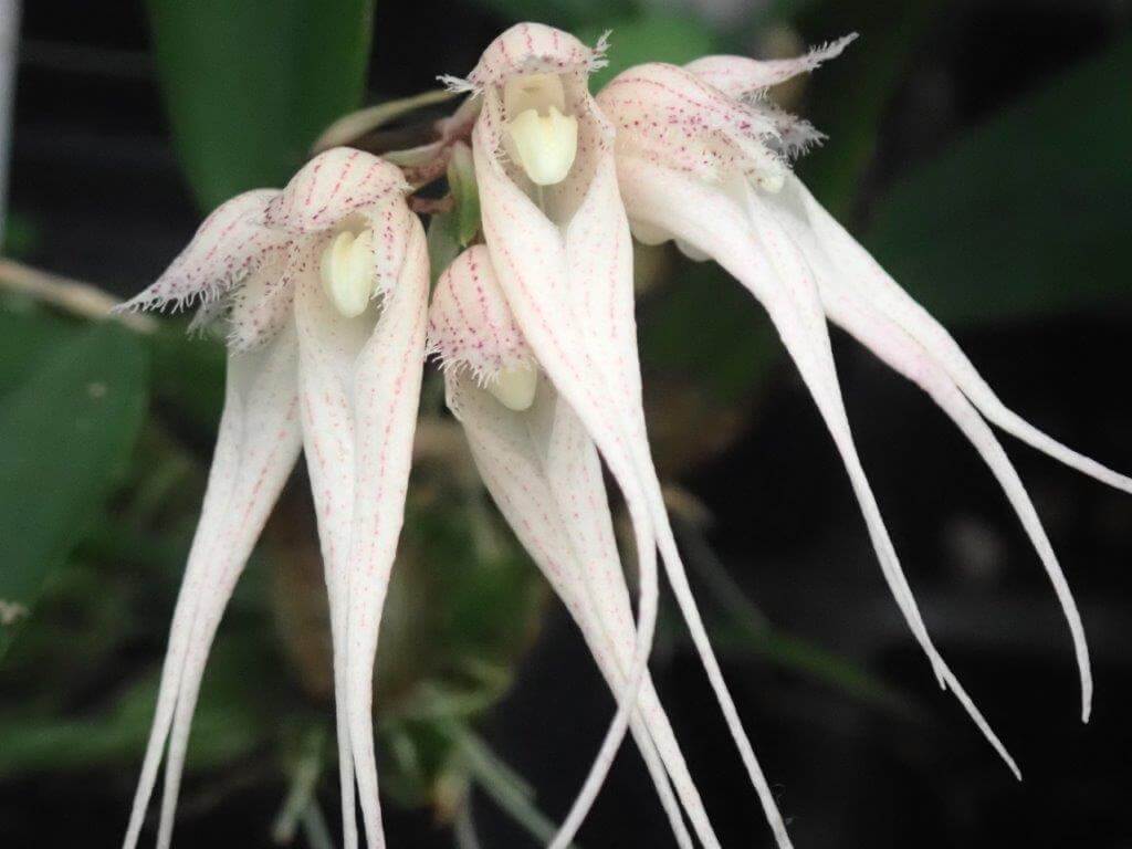 Bulbophyllum sanguineopunctatum alba (21)