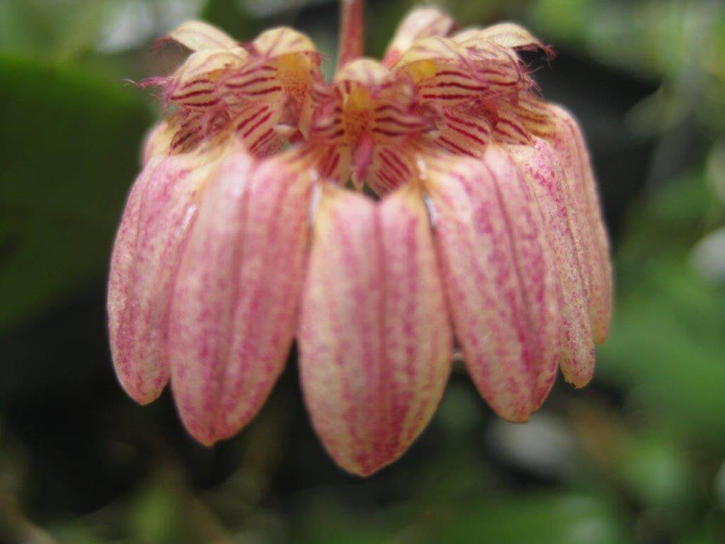 Bulbophyllum sikkimensis (10)