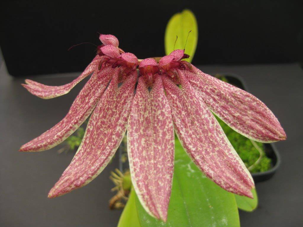 Bulbophyllum umbellatum (4)
