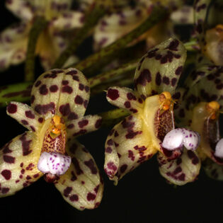 Bulbophyllum violaceolabellum