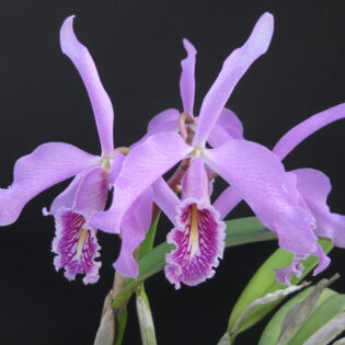 Cattleya maxima mountain form