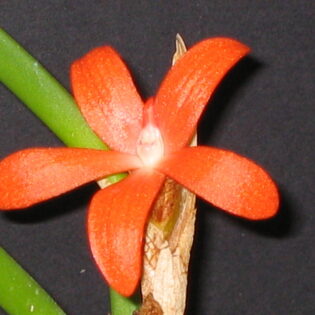 Ceratostylis rubra
