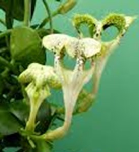 Ceropegia sandersonii