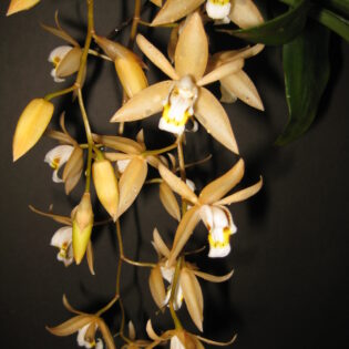 Coelogyne flaccida 'Çinnamon"