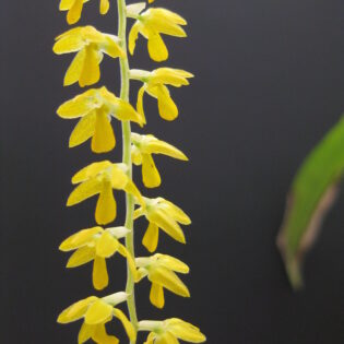 Dendrochilum cobbianum 'Yellow'