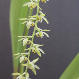 Dendrochilum longifolium
