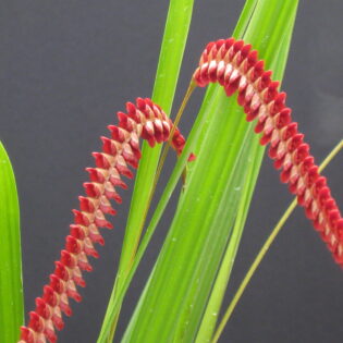 Dendrochilum saccolabium