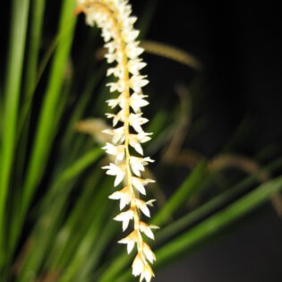 Dendrochilum stenophyllum