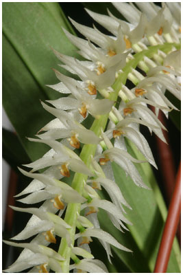 Dendrochilum_0020_glumaceeum