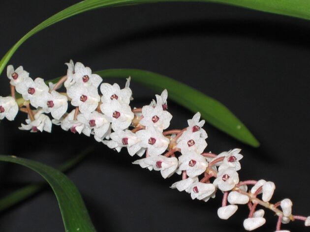 Eria floribunda (12)