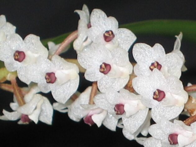 Eria floribunda (13)