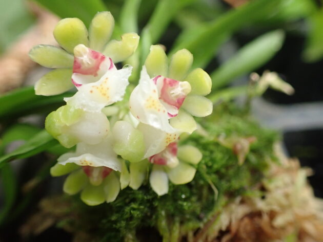 Gastrochilus japonicus (5)