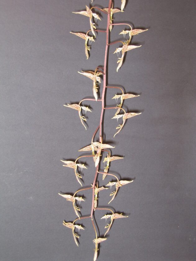 Gong. quinquinervis (1)