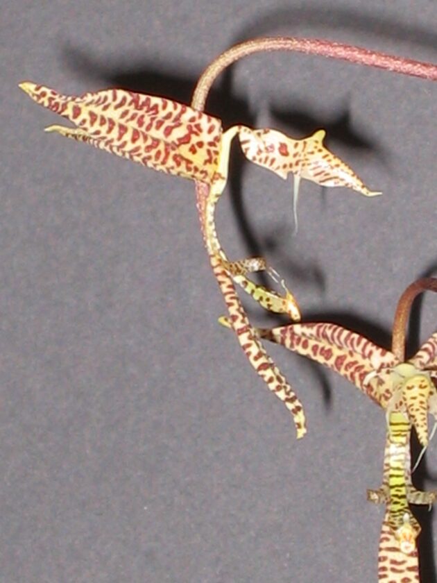 Gong. quinquinervis (3)