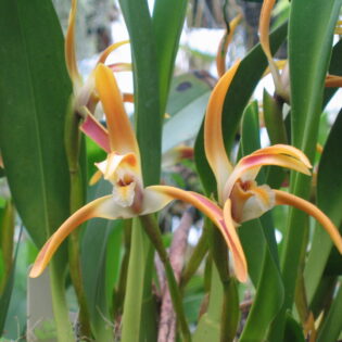 Maxillaria triloris