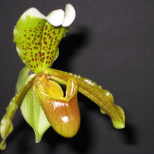 Paphiopedilum insigne