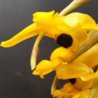Stanhopea anfracta