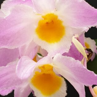 Dendrobium amabile