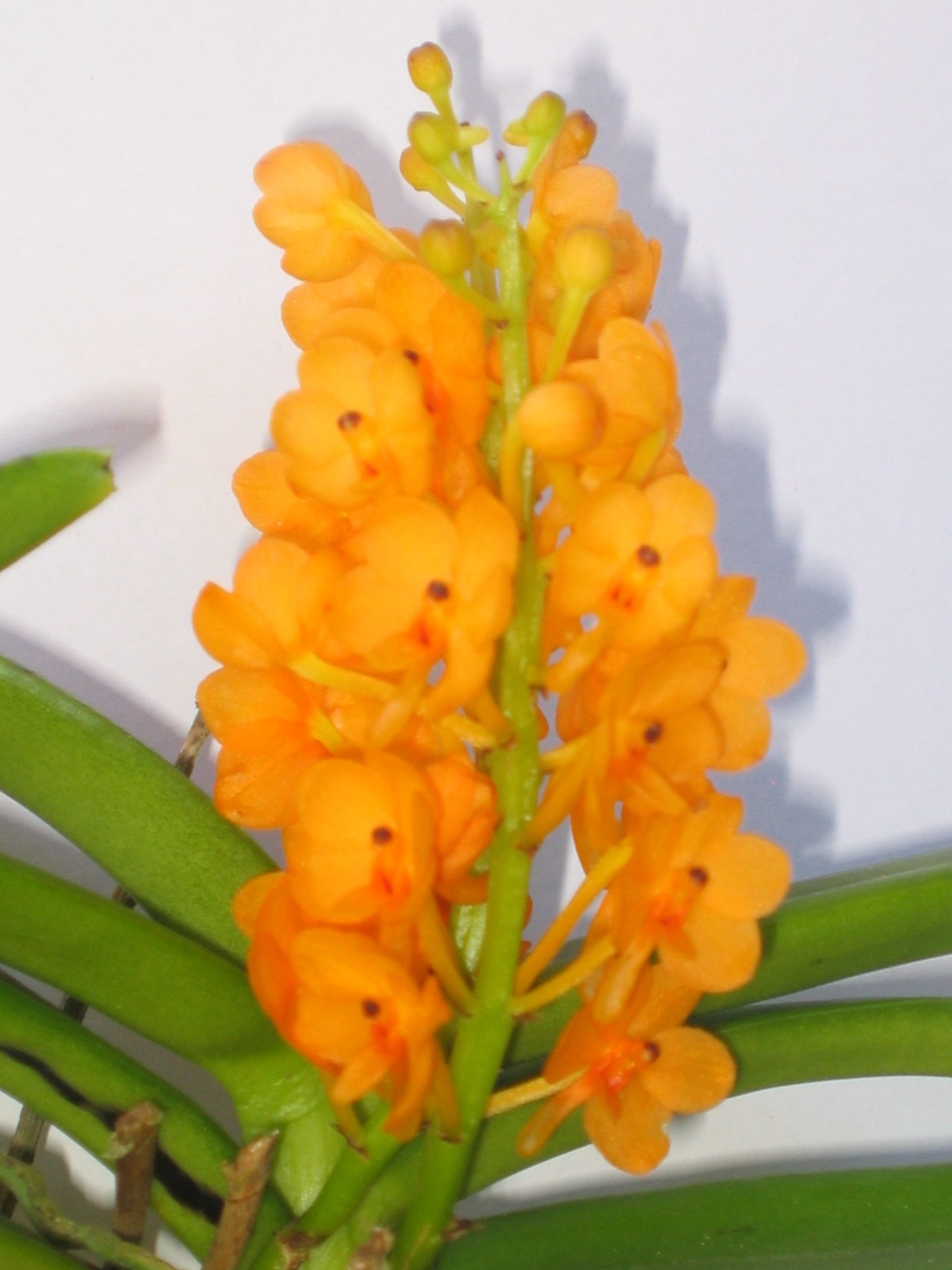 Ascocentrum miniatum Flowering size - Dark Star Orchids