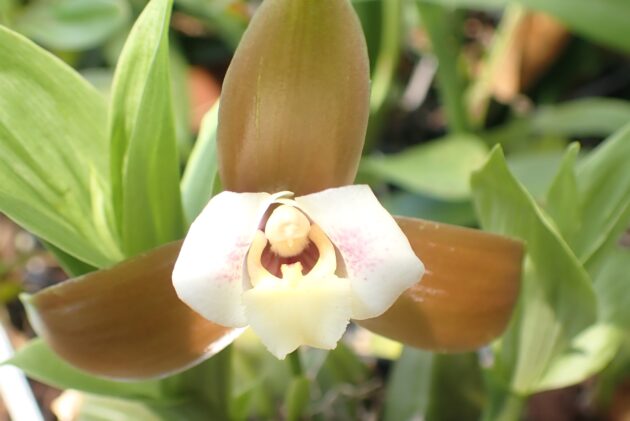 Lyc. xytriophora (8)