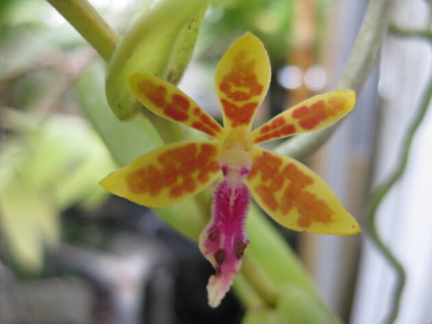 Trichoglottis sagarikii (3)
