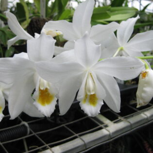 Coelogyne mooreana 'Brockhurst' FCC/RHS