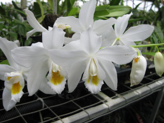 Coel. mooreana ‘Brockhurst B’s Best’ (3)