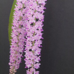 Rhynchostylis retusa FS