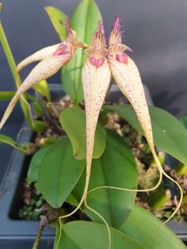 Bulb. Lovely Elizabeth Yellow form (1)