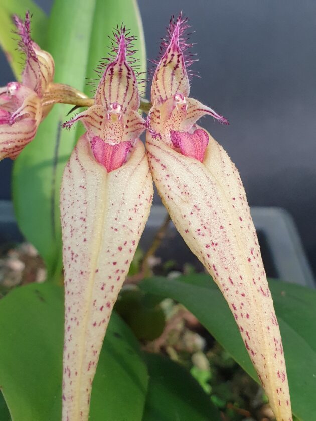 Bulb. Lovely Elizabeth Yellow form (4)