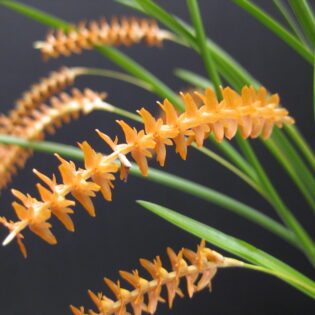 Dendrochilum wenzelii 'orange'