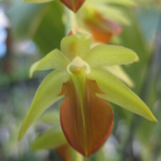 Dendrochilum schaiblei 'Dark Star' FCC/AOC