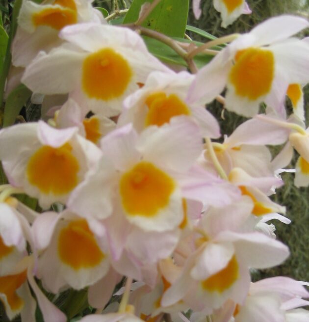 Den. farmeri ‘Pink Blush'(5)