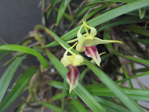 Diplocaulobium obyrnianum (3)