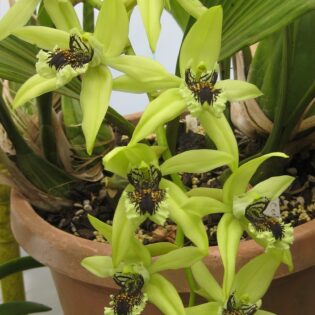 Coelogyne pandurata