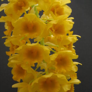Dendrobium Densmous